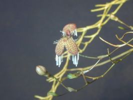 Pleurothallis ornata (schiedei)