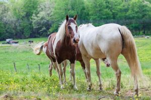 Learn More About Horse Feed and Supplies