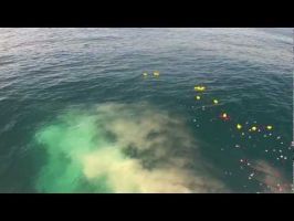 funeral director oceanside Sea Star Burials At Sea