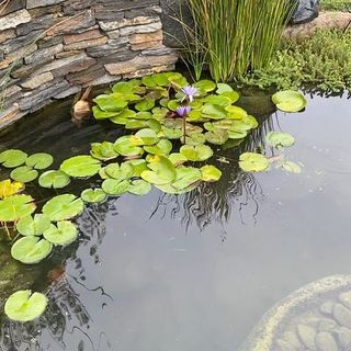 pond contractor oceanside San Diego Pond Solutions