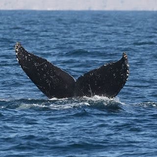 whale watching tour agency oceanside Oceanside Adventures