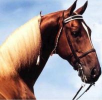 horse breeder ontario Russ Thompson Stables