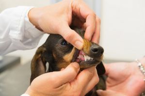 veterinarian ontario New Haven Animal Hospital