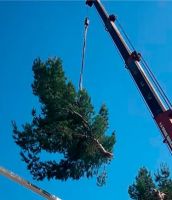 forestry service ontario Forest tree care inc.