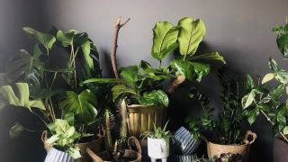 plant nursery ontario Fresh Indoor Plants