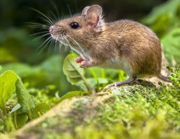 pest control service ontario Rodents Stop - Ontario