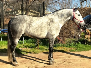 horse breeder ontario Hacienda de la Cruz