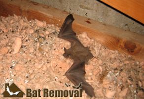 No-kill California Bat Extraction