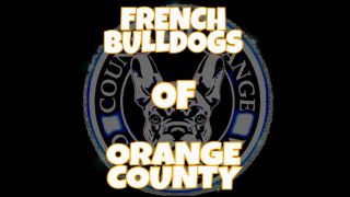 dog breeder orange French Bulldogs of Orange County