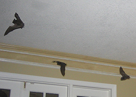 animal control service orange Orange County Bat Removal