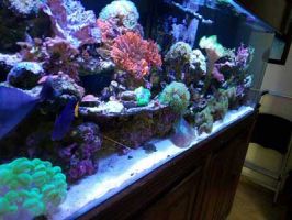 aquarium orange Orange County Reef Care