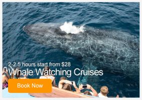 scuba tour agency orange Newport Landing Whale Watching