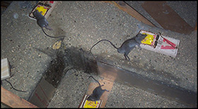 animal control service orange Orange County Rat Control