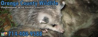 animal control service orange Wildlife Pest Control Orange County