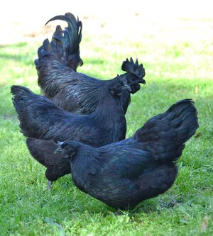 chicken hatchery orange Hilltop Farm