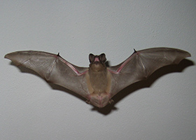 animal control service orange Orange County Bat Removal