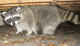 animal control service orange Humane Raccoon Removal Orange County