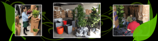 interior plant service oxnard Growing Roots formerly Emerald Coast Plantscapes