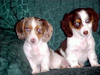 Here are 2 chocolate/tans,on the left is smooth and the right is a long hair,both are piebalds,pictured at 9 weeks old.