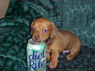 This little Mini Dachshund puppy is a Smooth (short hair) red with chocolate (liver) pigment