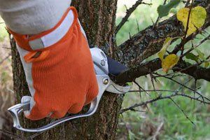 Learn More About Tree Trimming Work