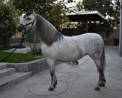 horse breeder pasadena Caballos Jesus Herrera