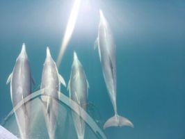 boat tour agency pasadena Blue Moon Dolphin Cruise