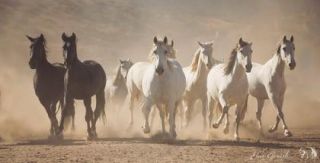 horse breeder pasadena Rancho Armendariz