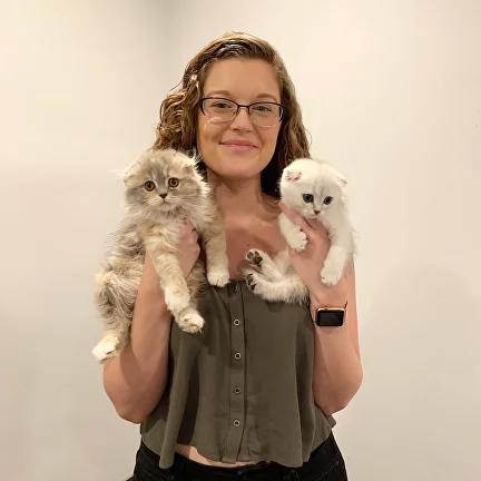 cat breeder pasadena Scottish Fold Kittens Los Angeles