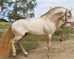 horse breeder pasadena Caballos Jesus Herrera