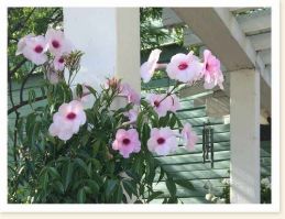 bonsai plant supplier pasadena Bellefontaine Nursery
