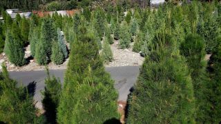 christmas tree farm pomona Chamberlain Choose and Cut Christmas Tree Farm