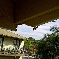 bird control service pomona Bell Termite & Pest Control