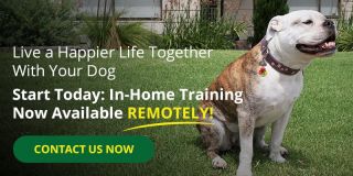 dog trainer rancho cucamonga Bark Busters Home Dog Training