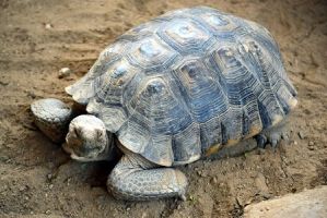 California Desert Tortoise image