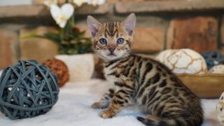 cat breeder rancho cucamonga Allstar Bengal Kittens