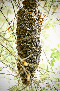 honey farm richmond Marshall's Farm Honey