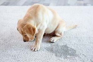 Nothing is worse for a homeowner than the smell of dog or cat urine in their carpet & upholstery. It penetrates the fibers and contaminates both the backing of the carpet and flooring material as well.