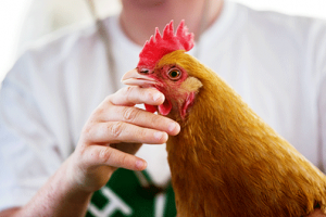 egg supplier richmond Mill Valley Chickens
