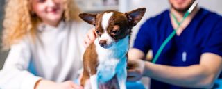 veterinarian richmond Evergreen Pet Clinic