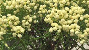bonsai plant supplier richmond East Bay Nursery