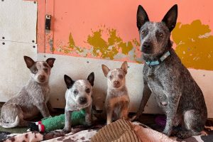 animal shelter richmond The Milo Foundation