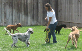 dog trainer riverside Top Performance Dog Training