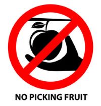 No fruit picking