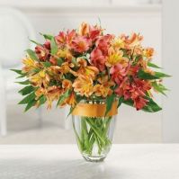 Awesome Alstromeria $64.97