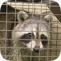 animal control service roseville Professional Wildlife Removal Placer County