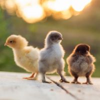 Current Chick Availability