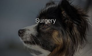 veterinarian roseville MarQueen Pet Emergency & Specialty Group