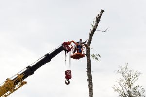 tree service roseville Roseville Tree Service