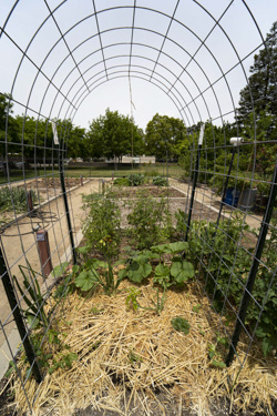 community garden roseville J. Neely Johnson Park Community Garden